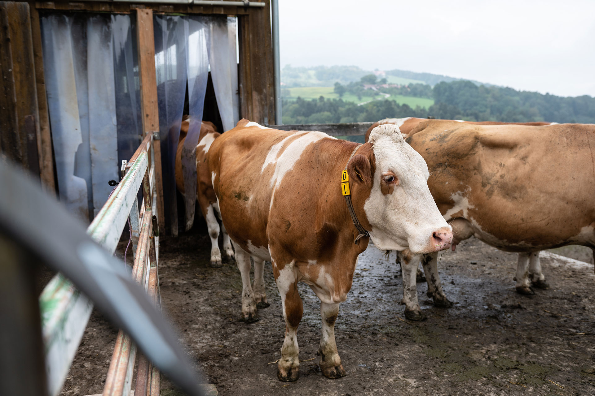 Milchkuhhaltung: Standards & die unterschiedlichen Formen