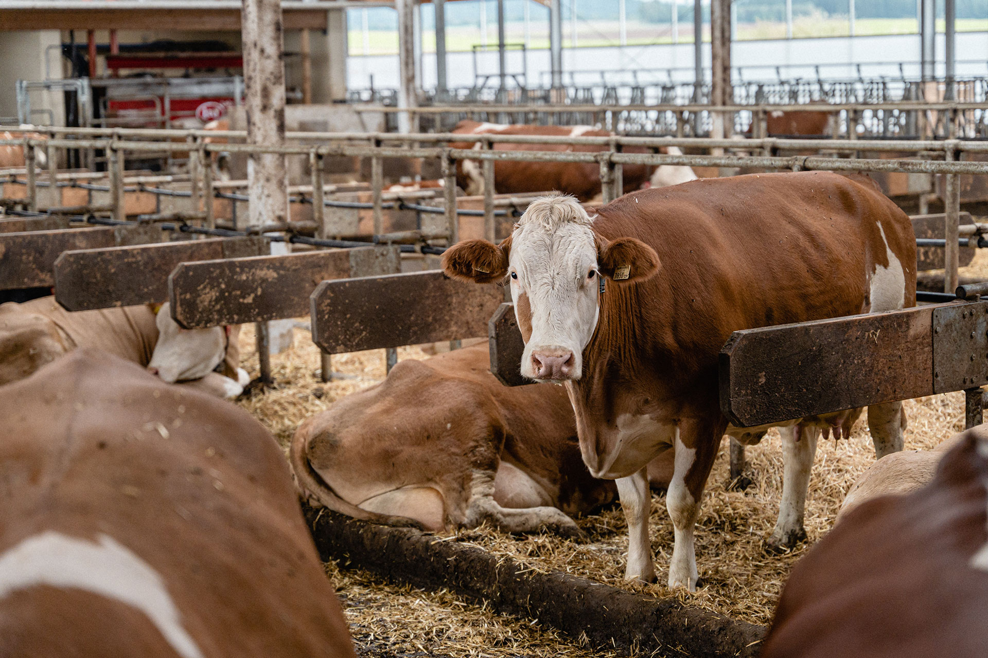 Milchkuhhaltung: Standards & die unterschiedlichen Formen