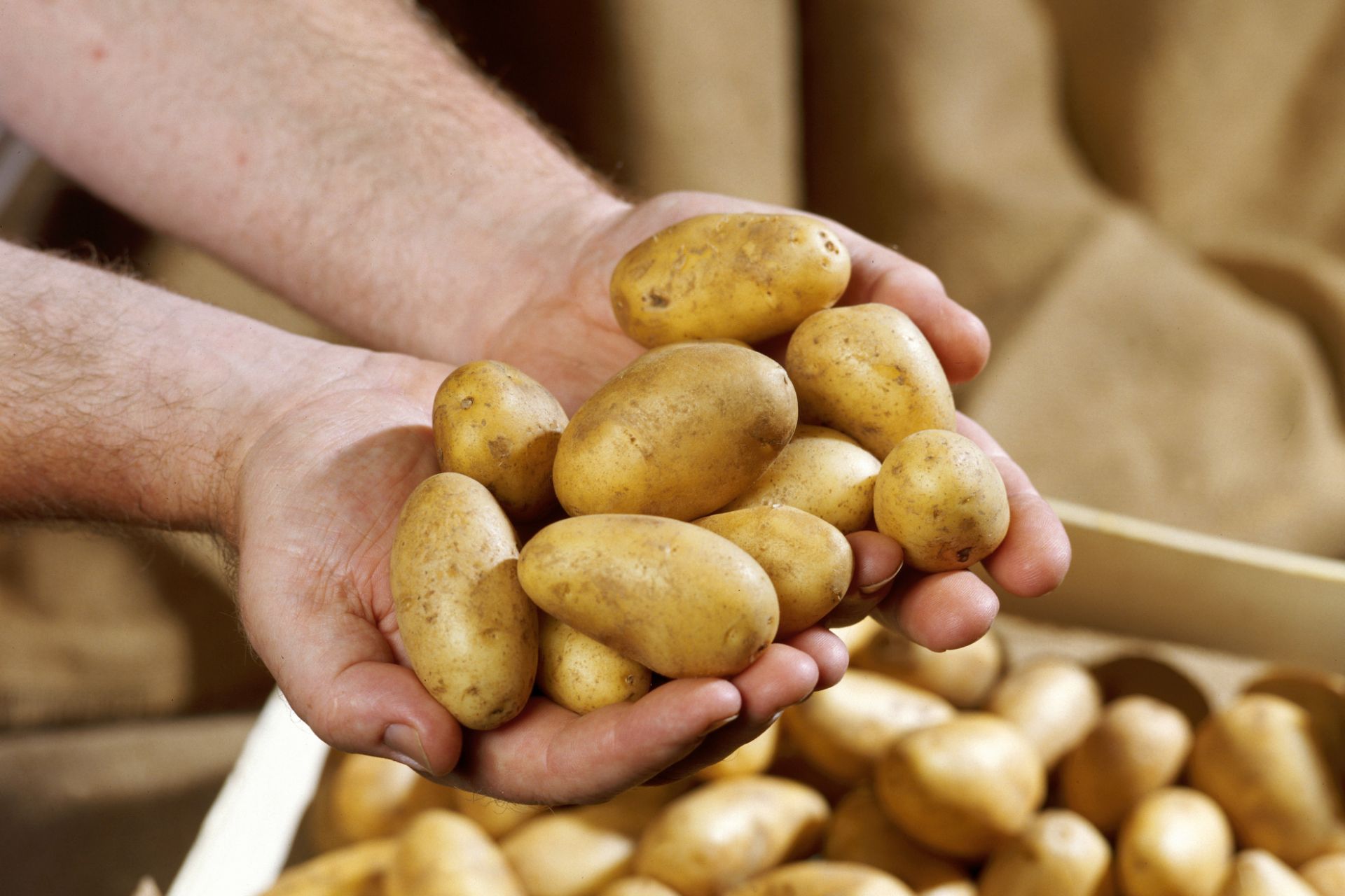 Erdäpfel & Kartoffel: Wissenswertes & Tipps für die Küche