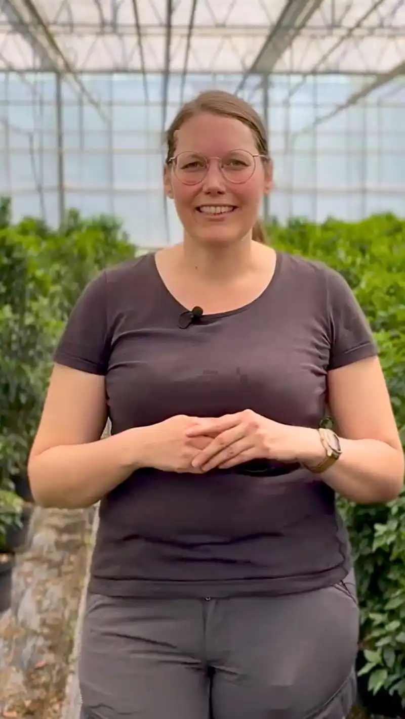 Heckenpflanzen im Herbst setzen – geht das? 🍂