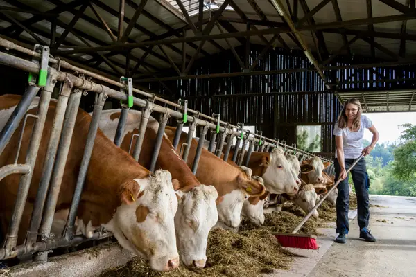 Bio-Landwirtschaft Theuretzbacher Gesbr Eindruck 10