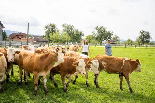 Bio-Landwirtschaft Theuretzbacher Gesbr Eindruck 11
