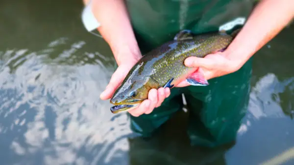 Decleva Fisch Eindruck 5