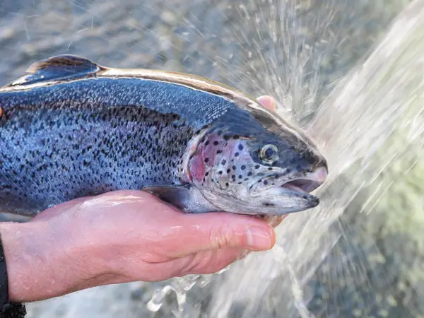 Decleva Fisch Eindruck 7