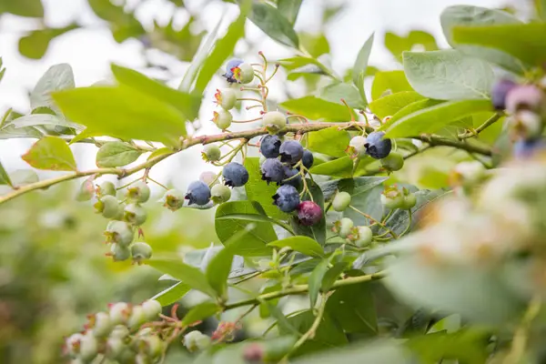 Rheintalbeeren Sohm Eindruck 2