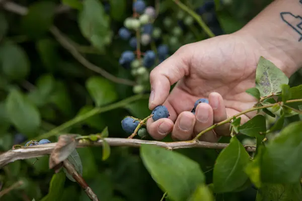Rheintalbeeren Sohm Eindruck 4