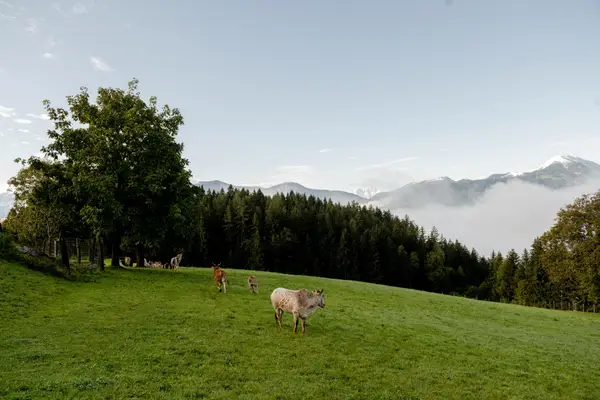 Herzog Eindruck 5