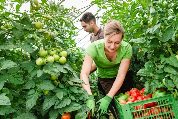 Gemüsebau Käfer Eindruck 7