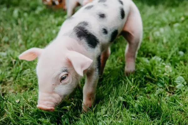Gemüsebau Käfer Eindruck 8