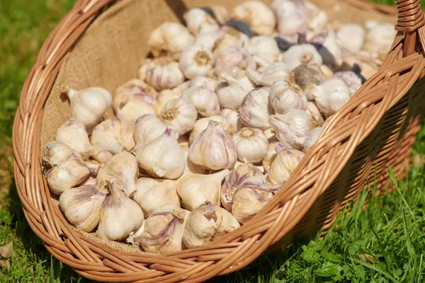 Holzer’s Kärntner Knoblauch Eindruck 5