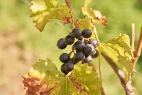 Bio-Obstbau Kirchengast Eindruck 7