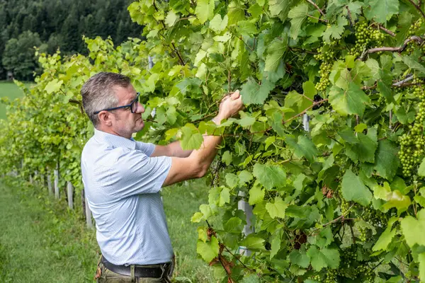 Wein- und Genusswelt Buschenschank Garber Eindruck 2