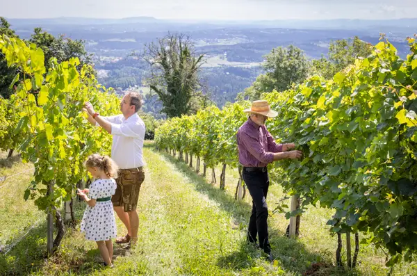 Weinbau und Buschenschank Seiner Eindruck 1