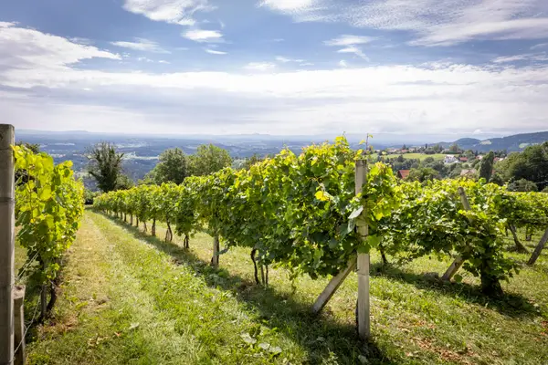 Weinbau und Buschenschank Seiner Eindruck 3