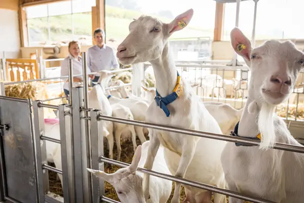 Ziegenhof Leeb Eindruck 2