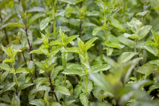 Sonnenhof-Almkräuter e.U.