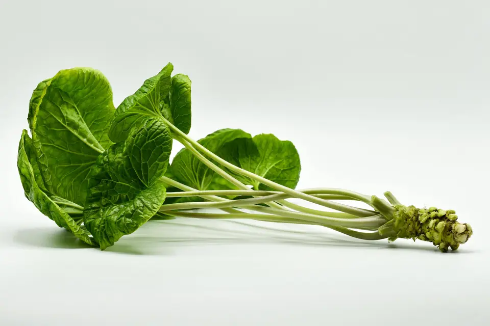 PhytonIQ Wasabi