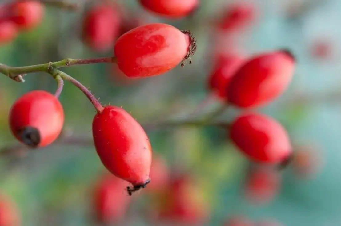 Regionale Superfoods: Kraft tanken fürs neue Jahr